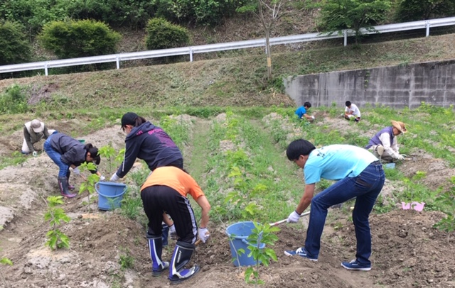 桑畑でのボランティア作業